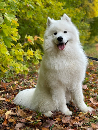 A white dog is gazing at the camera, his tongue playfully out, positioned against a backdrop of lush green leaves.