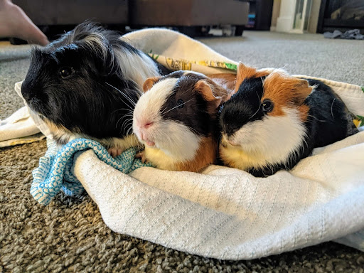 Three guinea pigs lay on a blanket looking away from the camera.